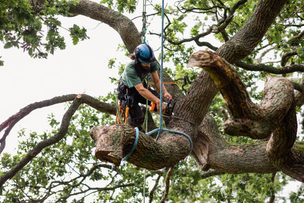 Reliable Presquille, LA Tree Services Solutions