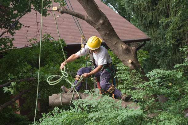 Best Arborist Consultation Services  in Presquille, LA