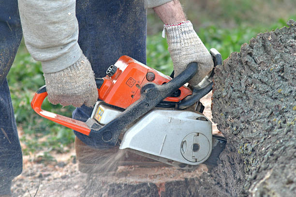 Best Tree Removal Service  in Presquille, LA