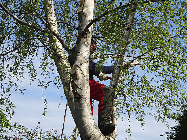 Best Arborist Consultation Services  in Presquille, LA