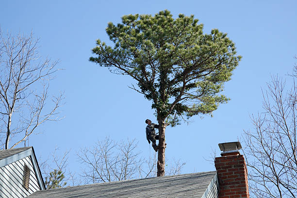 How Our Tree Care Process Works  in  Presquille, LA