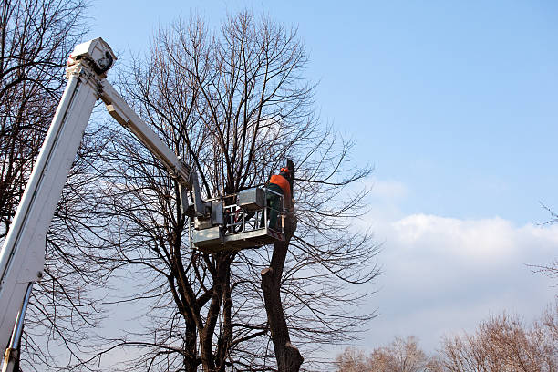 Best Stump Grinding and Removal  in Presquille, LA